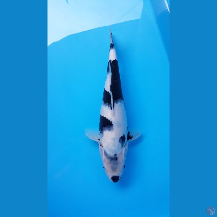 Shiro HQQ Female 38cm