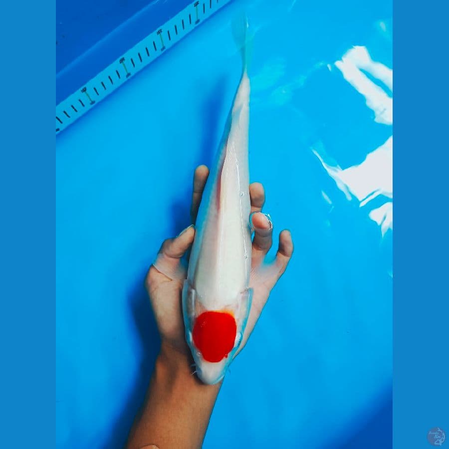 TANCO 34CM