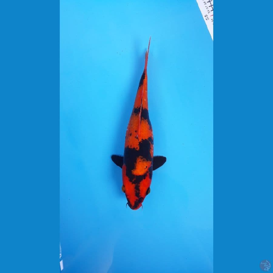 Hiu Female 30cm