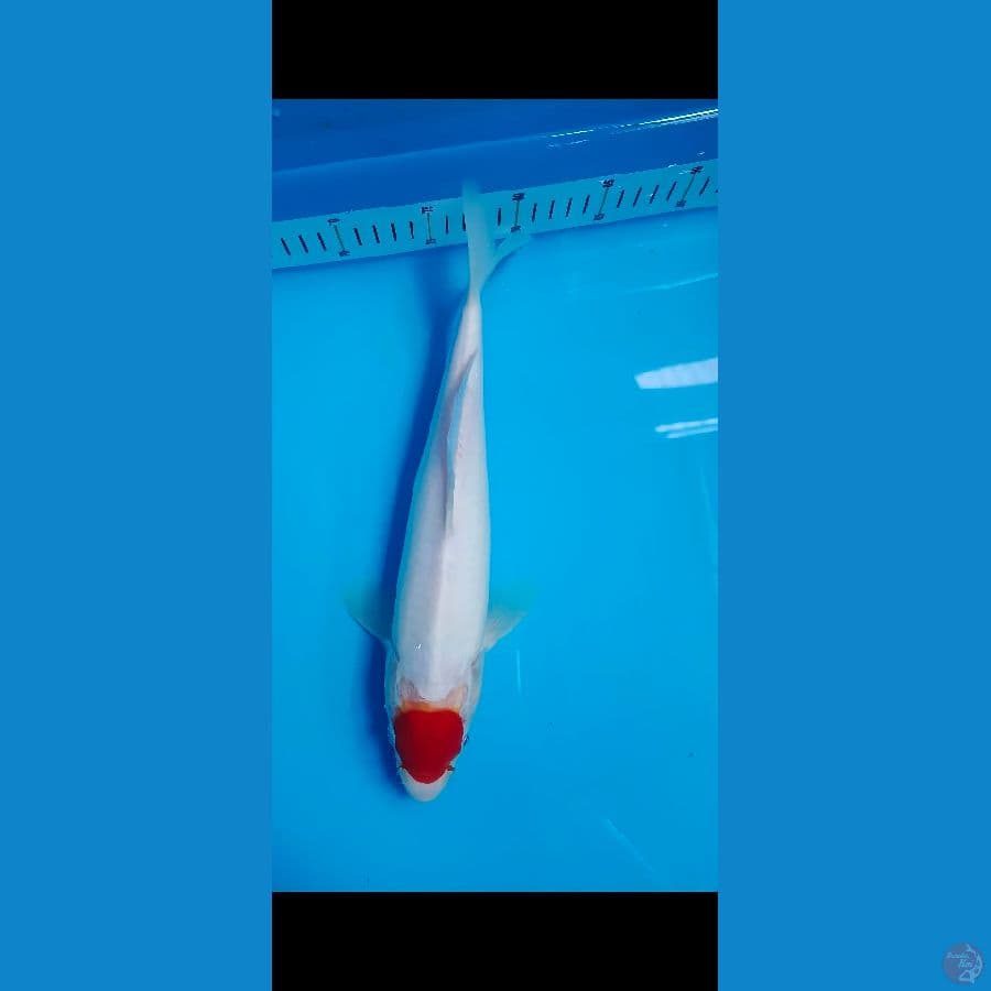 TANCO 31CM