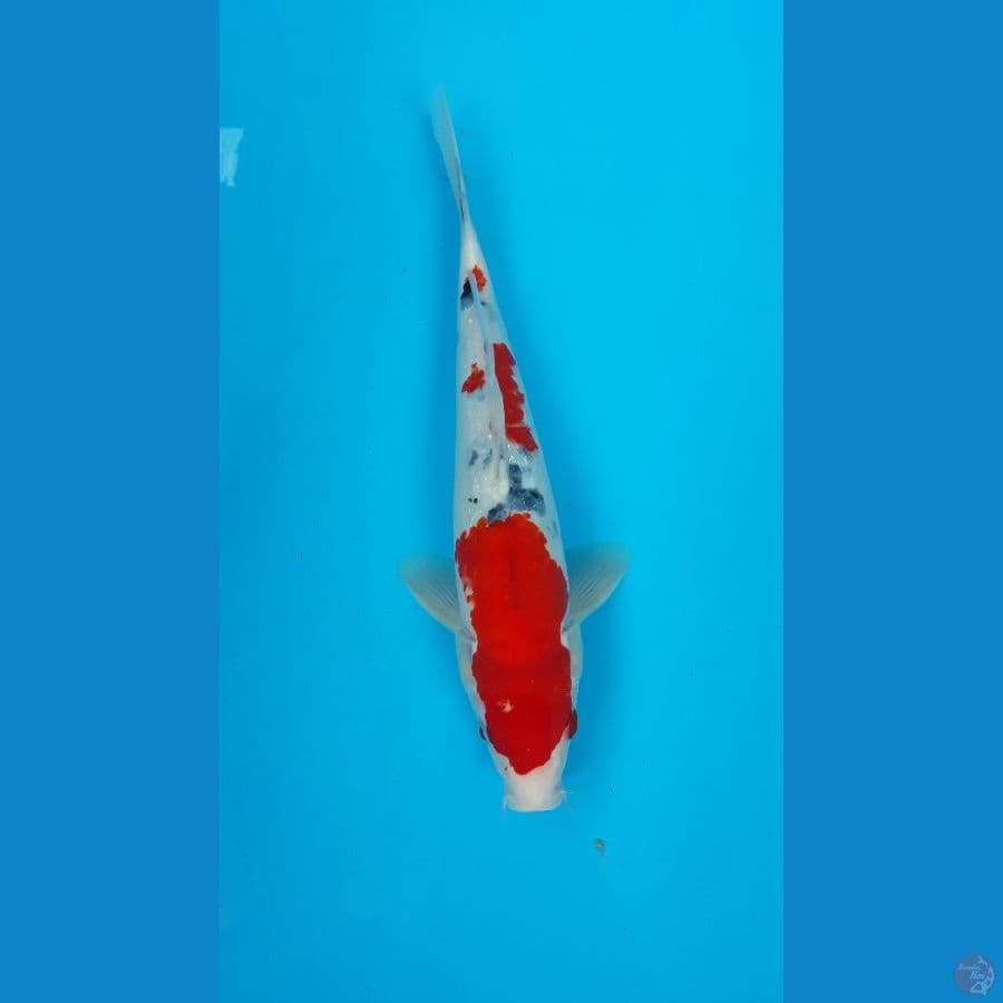 shanke strong male 32cm