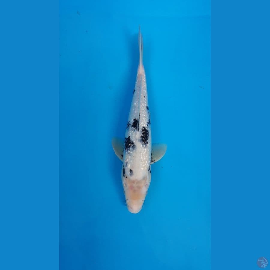 shiro ginrin male33cm