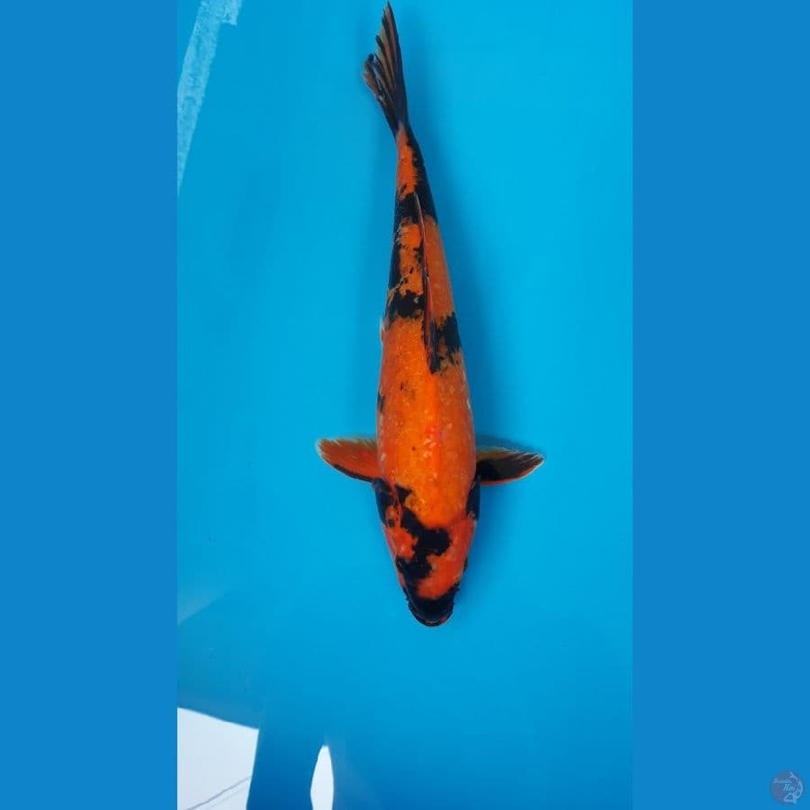 Hiu Male 36cm