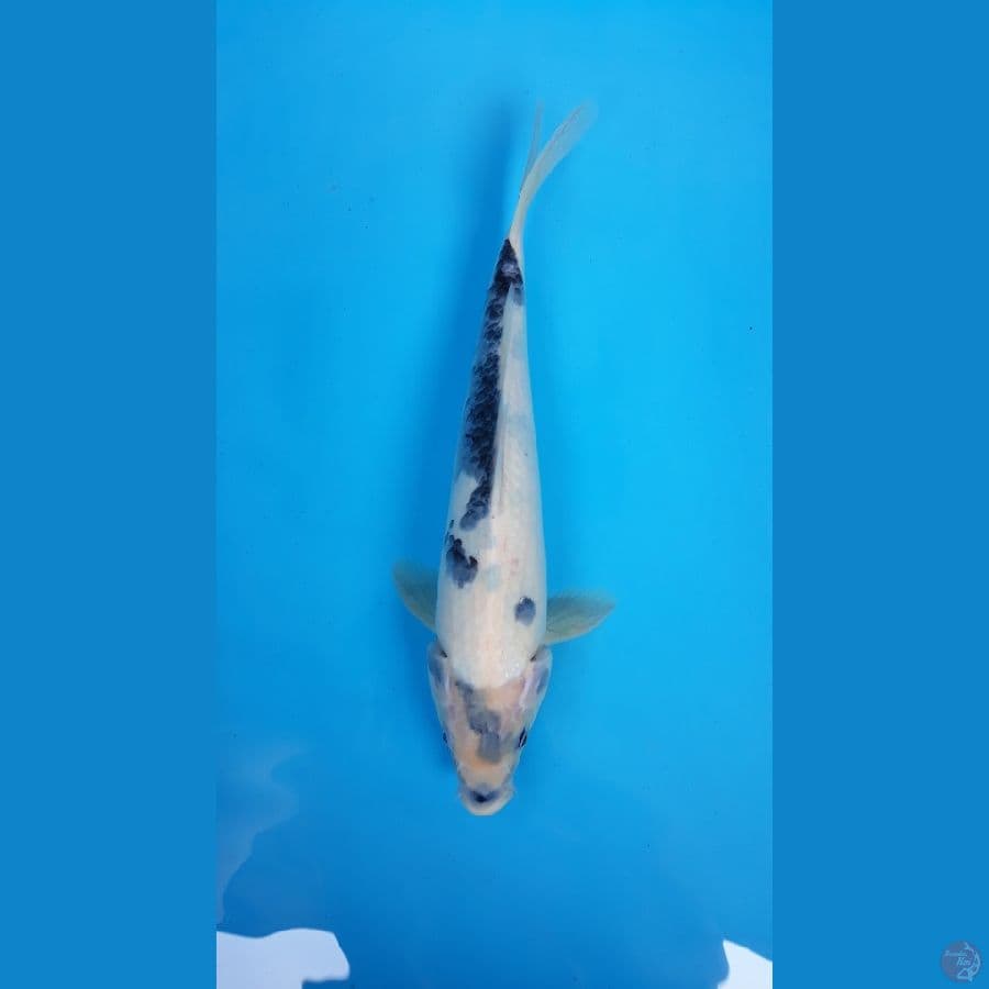 Shiro 33Cm suspec female