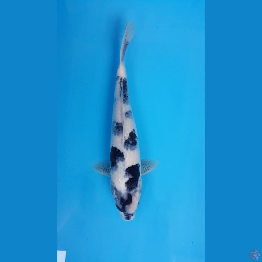Shiro 36cm Female