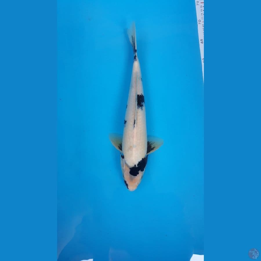 shiro male 38cm