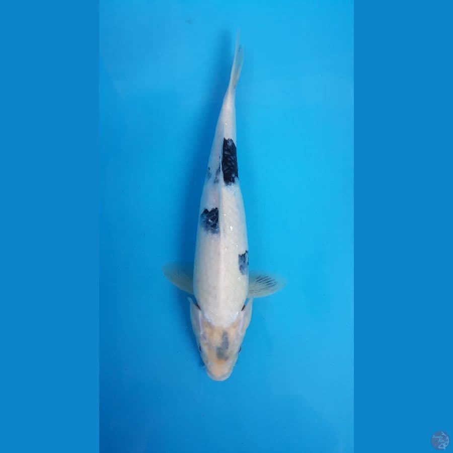Shiro Female 40cm