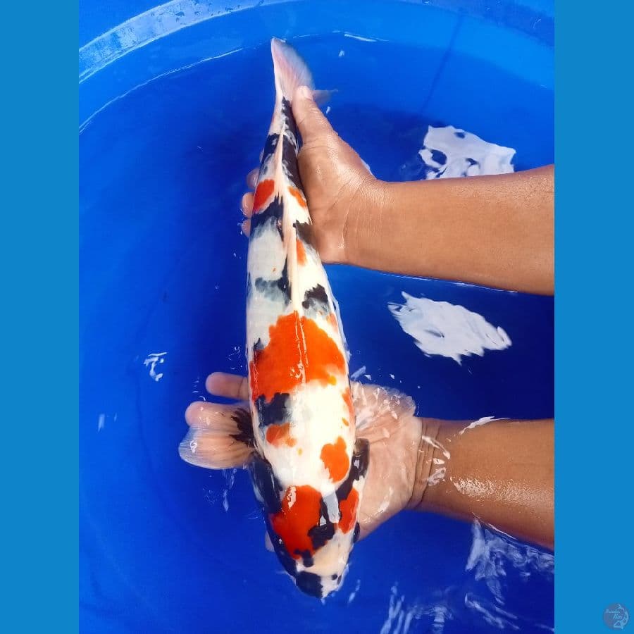 kindai showa 46cm