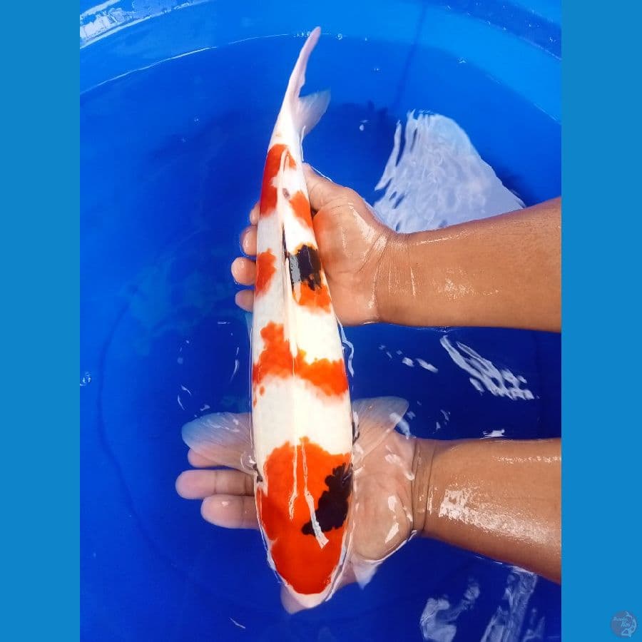 kindai showa 44cm