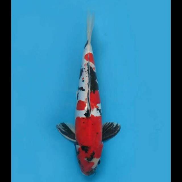 46cm Male - Showa Doitsu Murni Pejantan