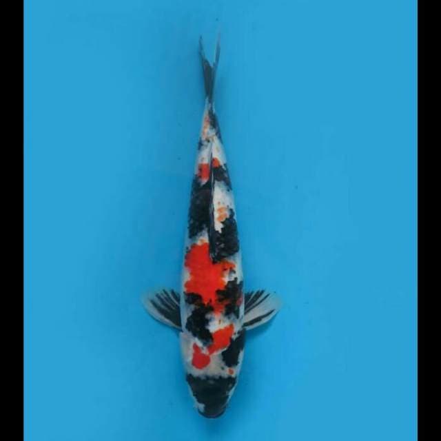 40cm Female - Showa Sanshoku