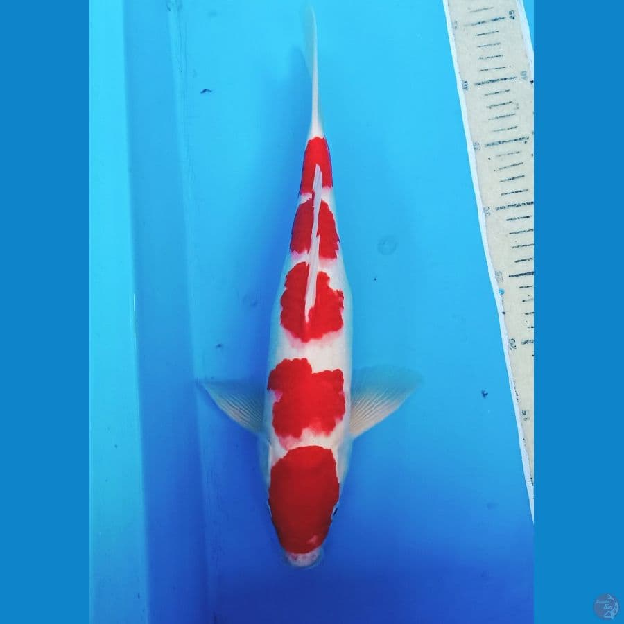 40cm gondan kohaku