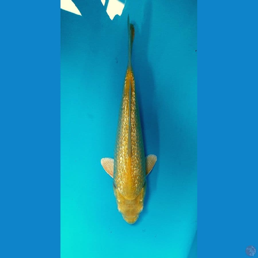 KARASI GOLD PRODUK BIMA R 27cm