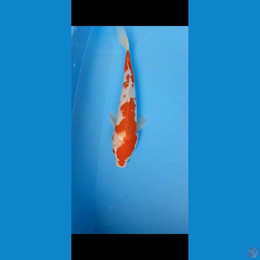 Kohaku 34cm