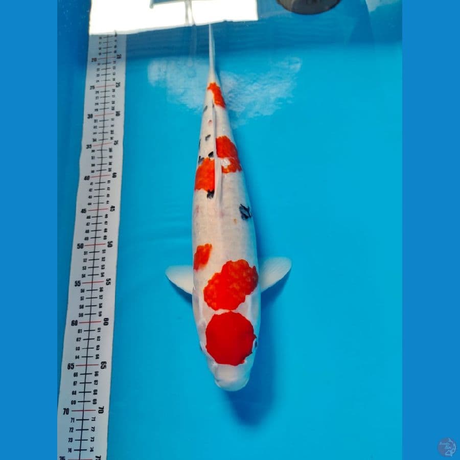 maruten sanke tategoi 48cm
