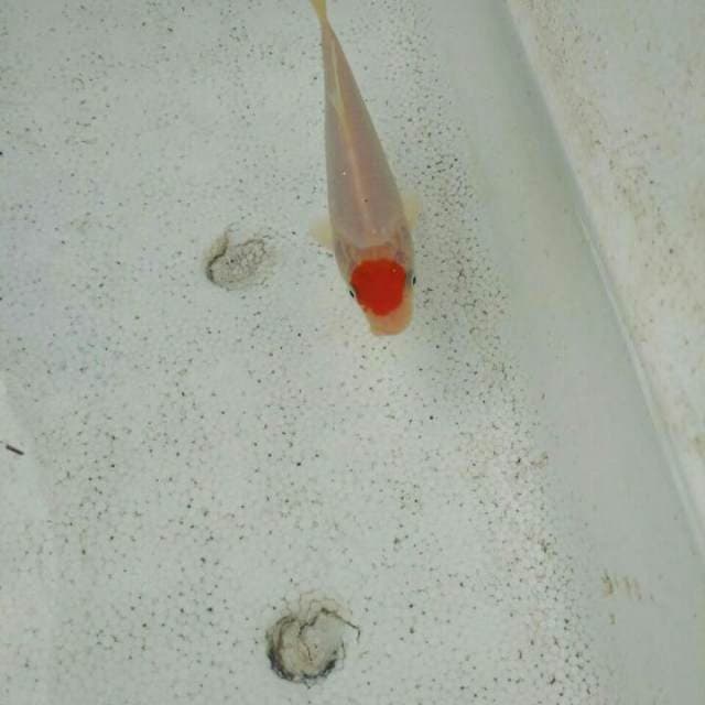 Tanco kohaku ori 16 cm