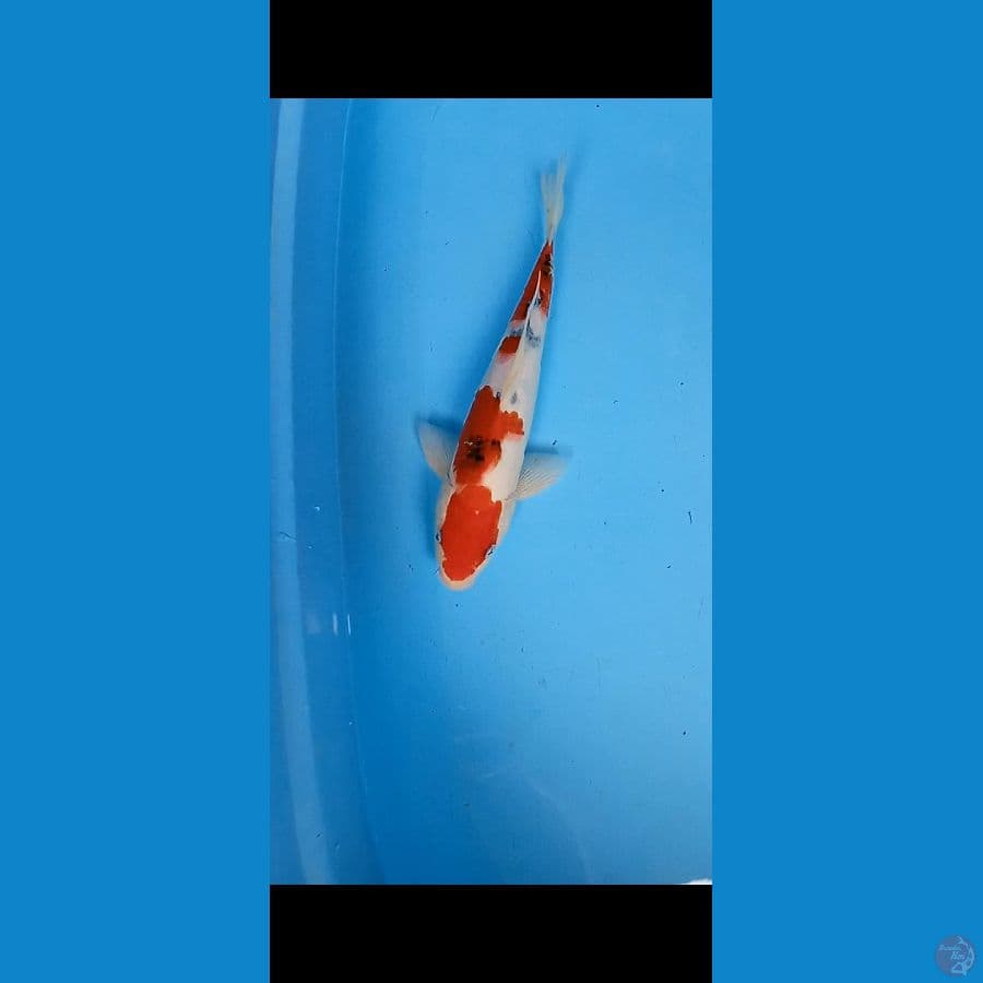 Sanke 30cm