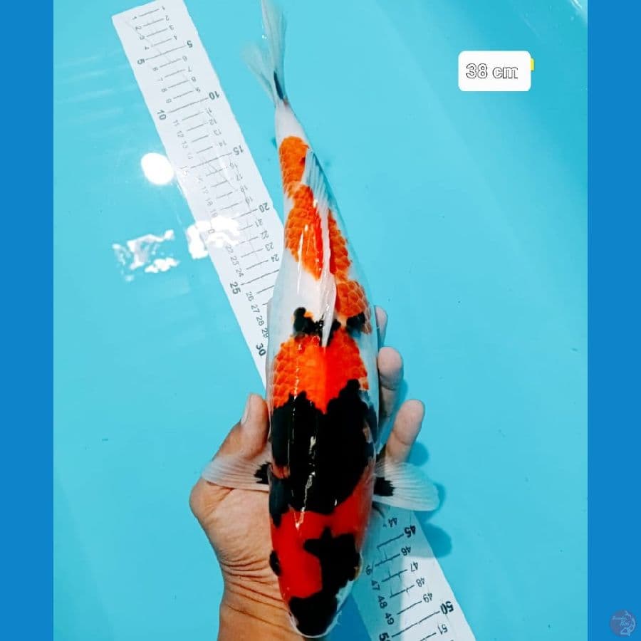 Fujiyama Showa 33CM