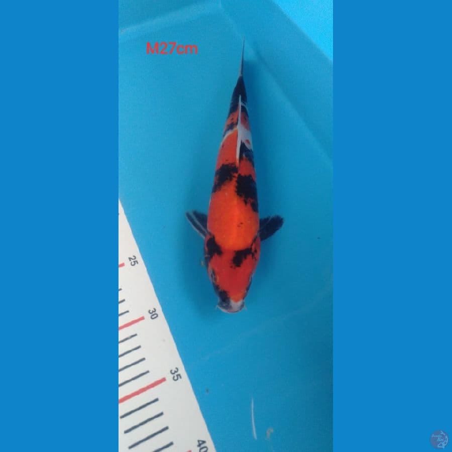 showa sansoku || 27cm