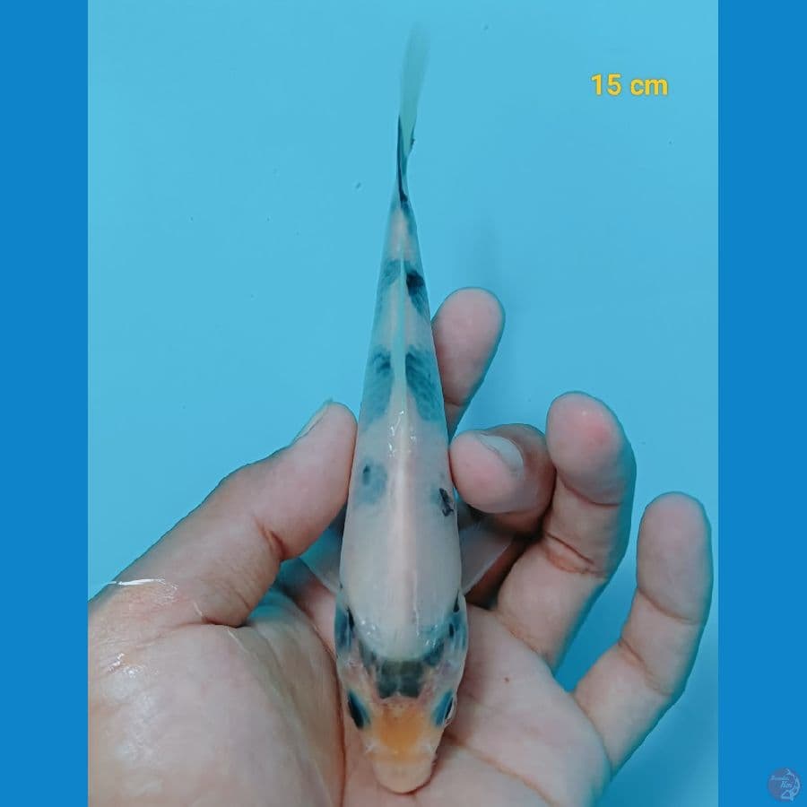 Bahan super 15 cm