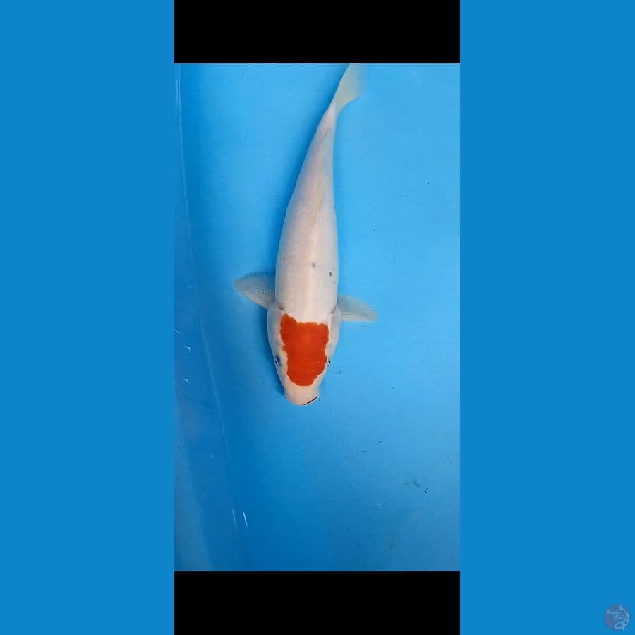 Tanco Sanke 35cm