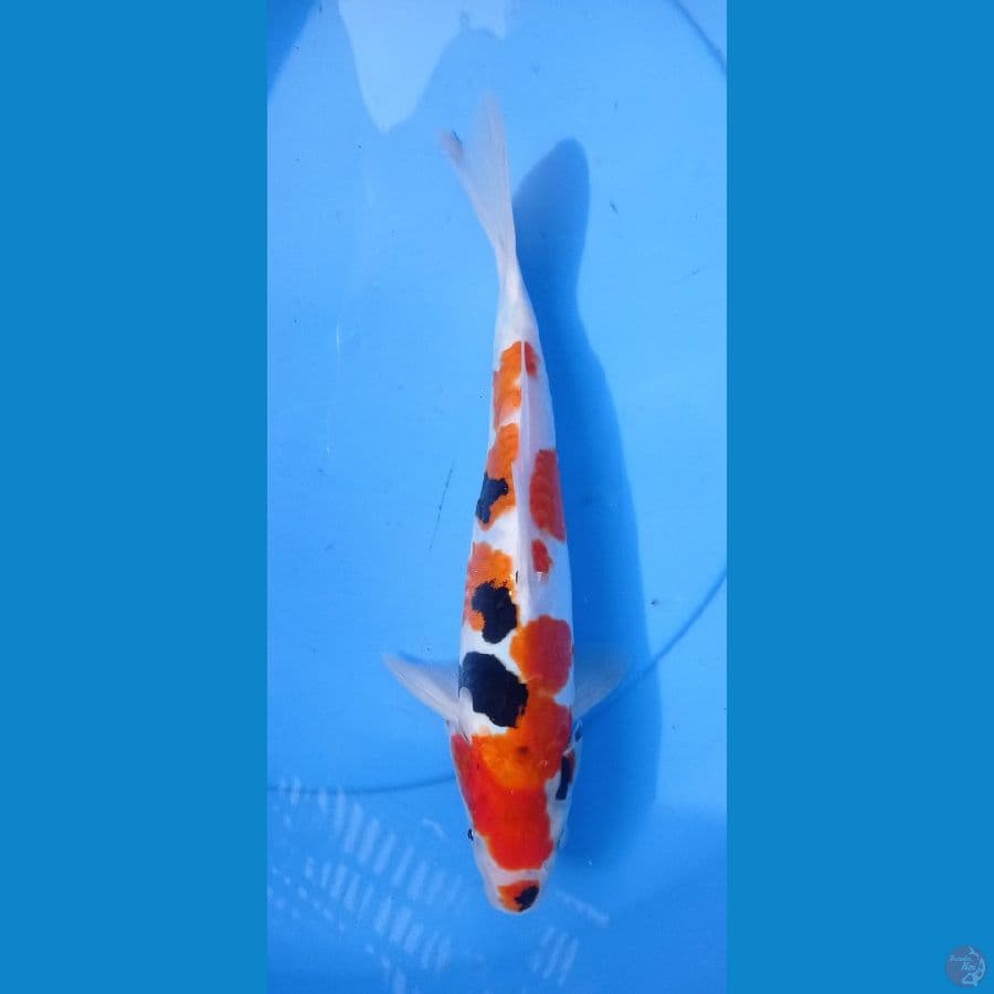 ~SHOWA DOITSU 29CM MALE~