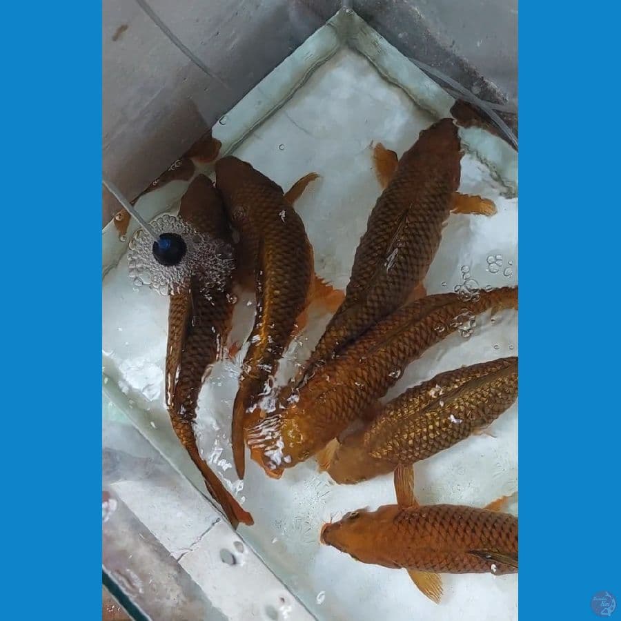 HQ 7 ekor Rata-rata 45cm an