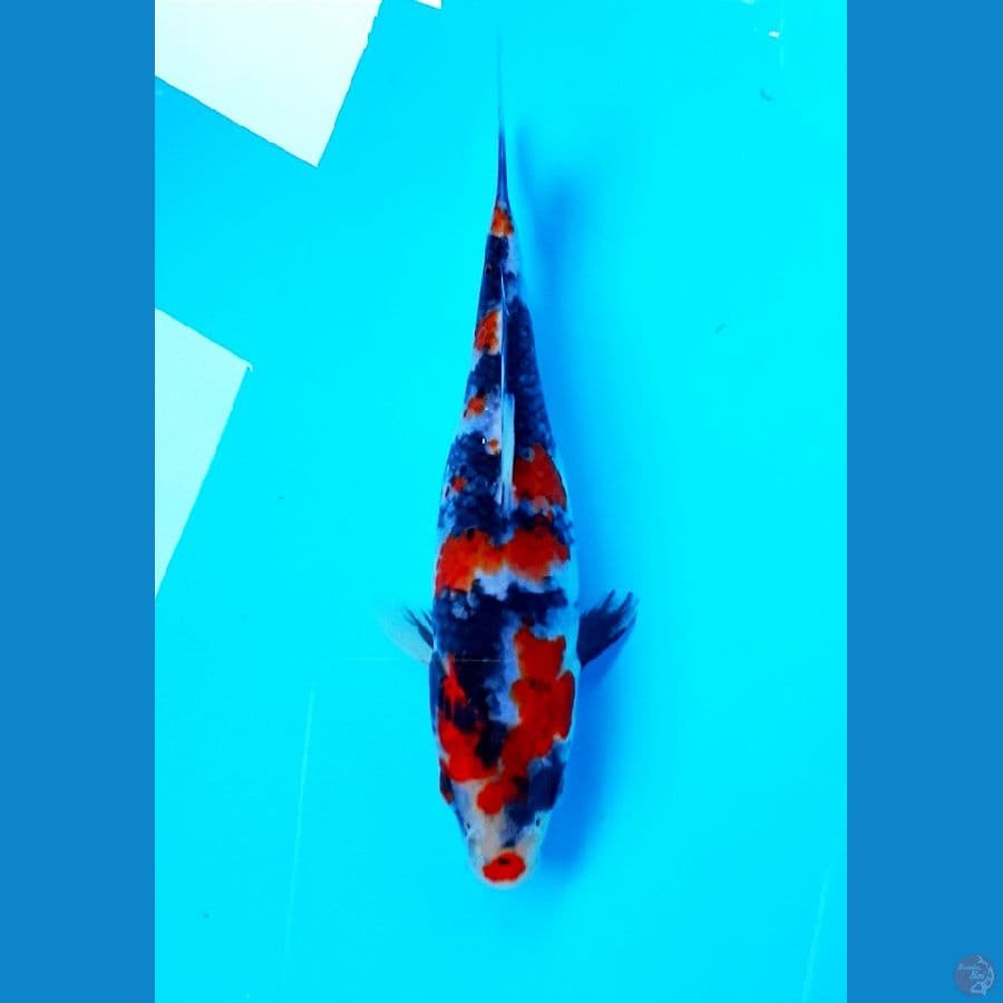 showa 18cm