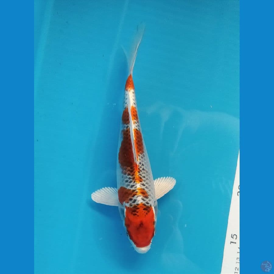 kujaku 21cm UNCHEK