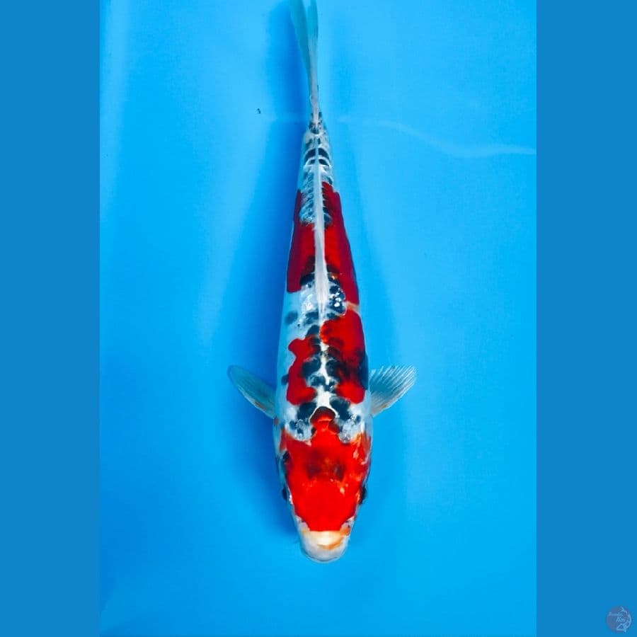 beni kiko 23cm