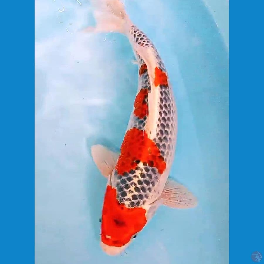 Maruten goshiki racing 42 cm