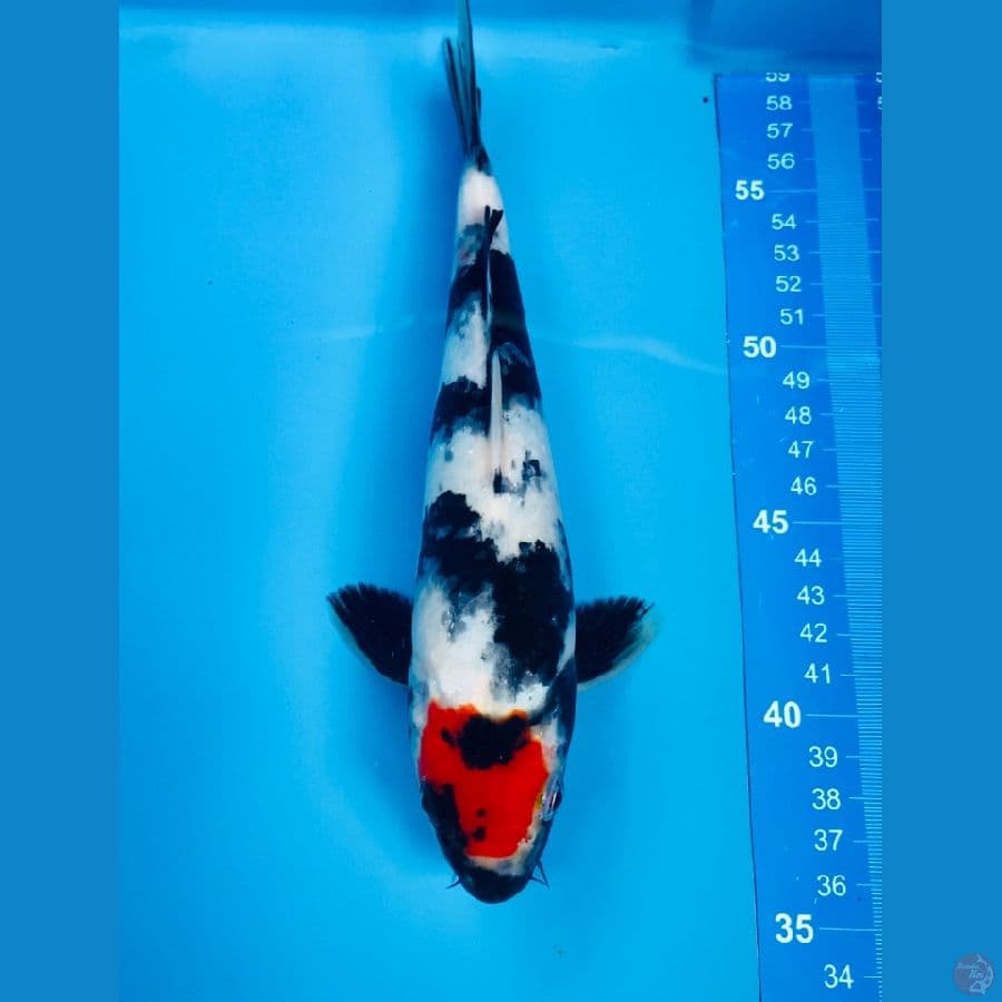 tancho showa 24cm
