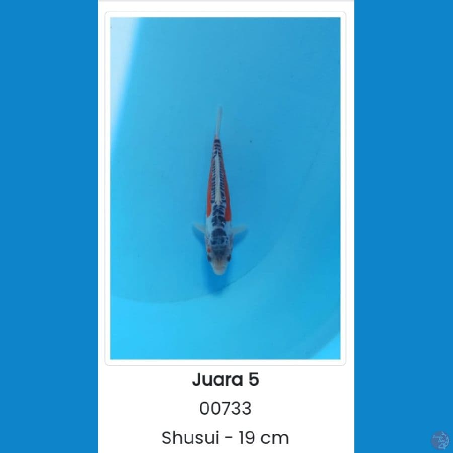 shusui SQ serti juara
