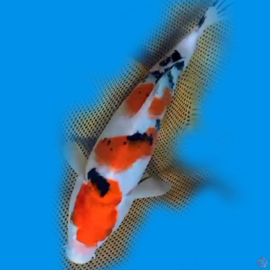 18cm