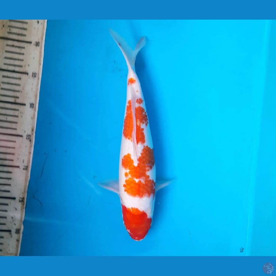 Ai koromo 34cm Female