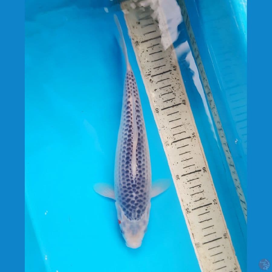 Asagi 30cm female