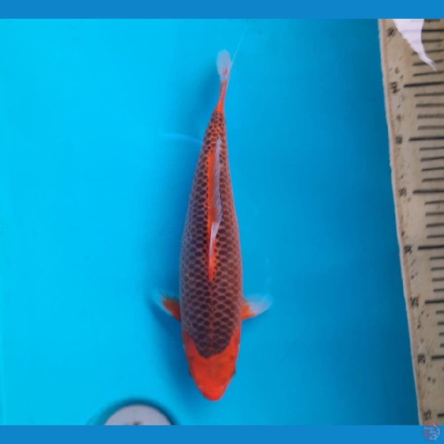 Aka matsuba 30cm Female