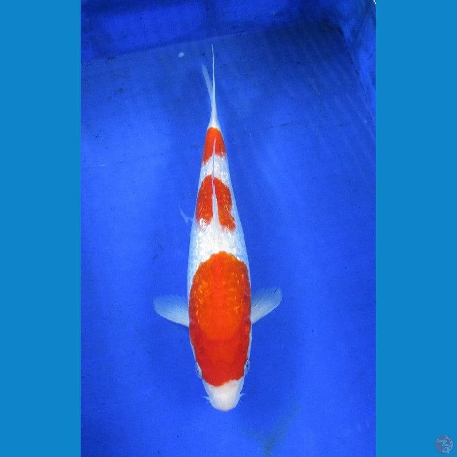 kohaku ginrin ±33cm jantan