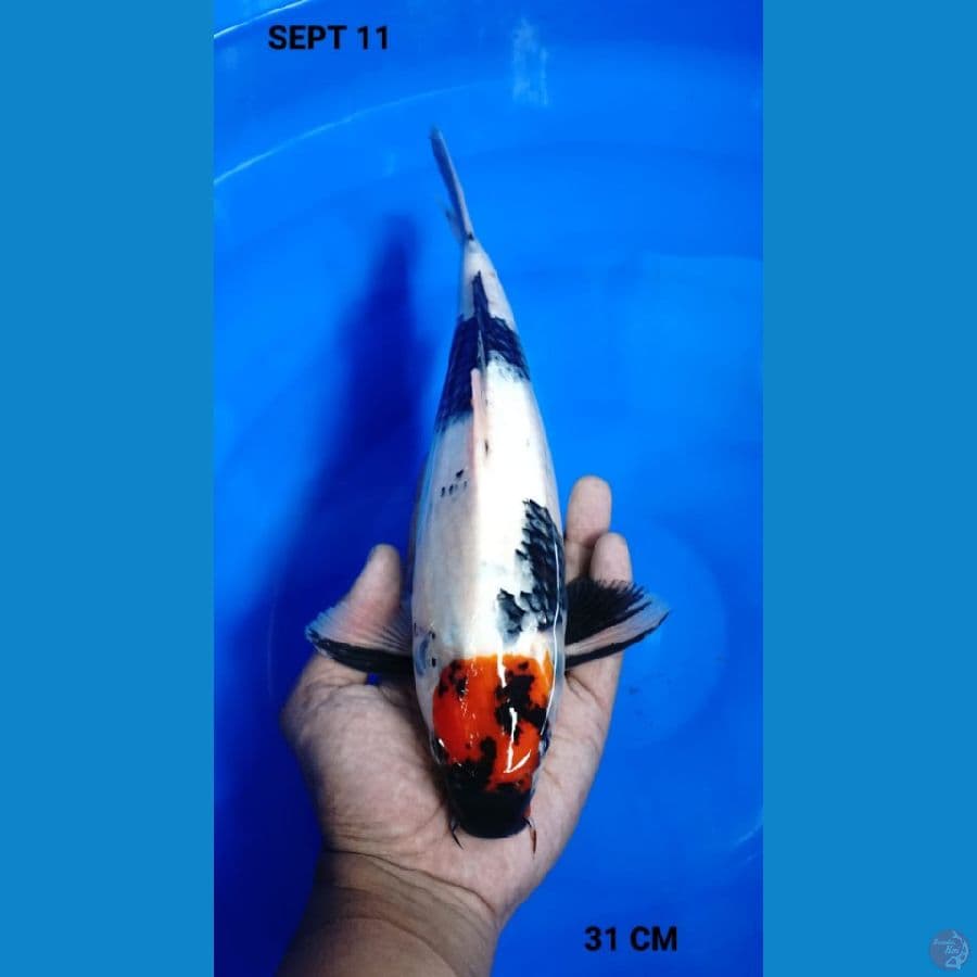 TC SHOWA 31CM