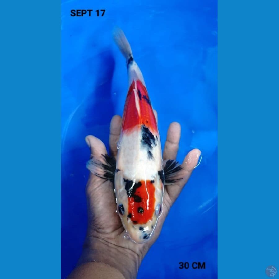 MAROTEN SHOWA 30CM