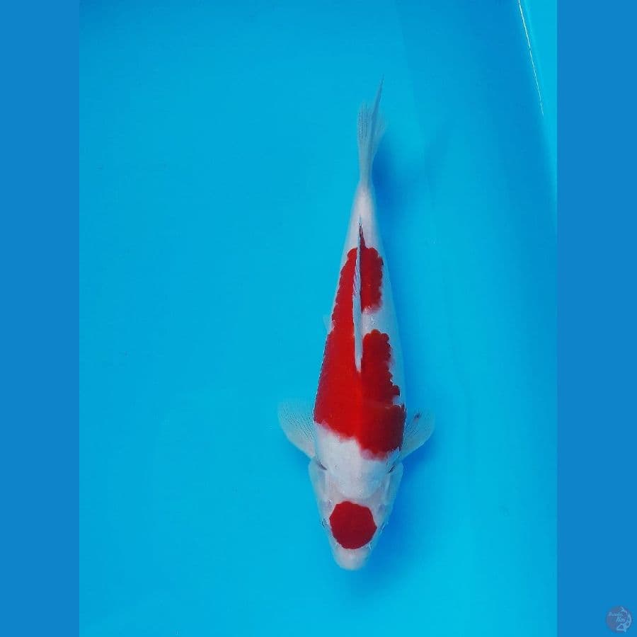 ~ 4 ~ Kohaku Maruten 26cm ®