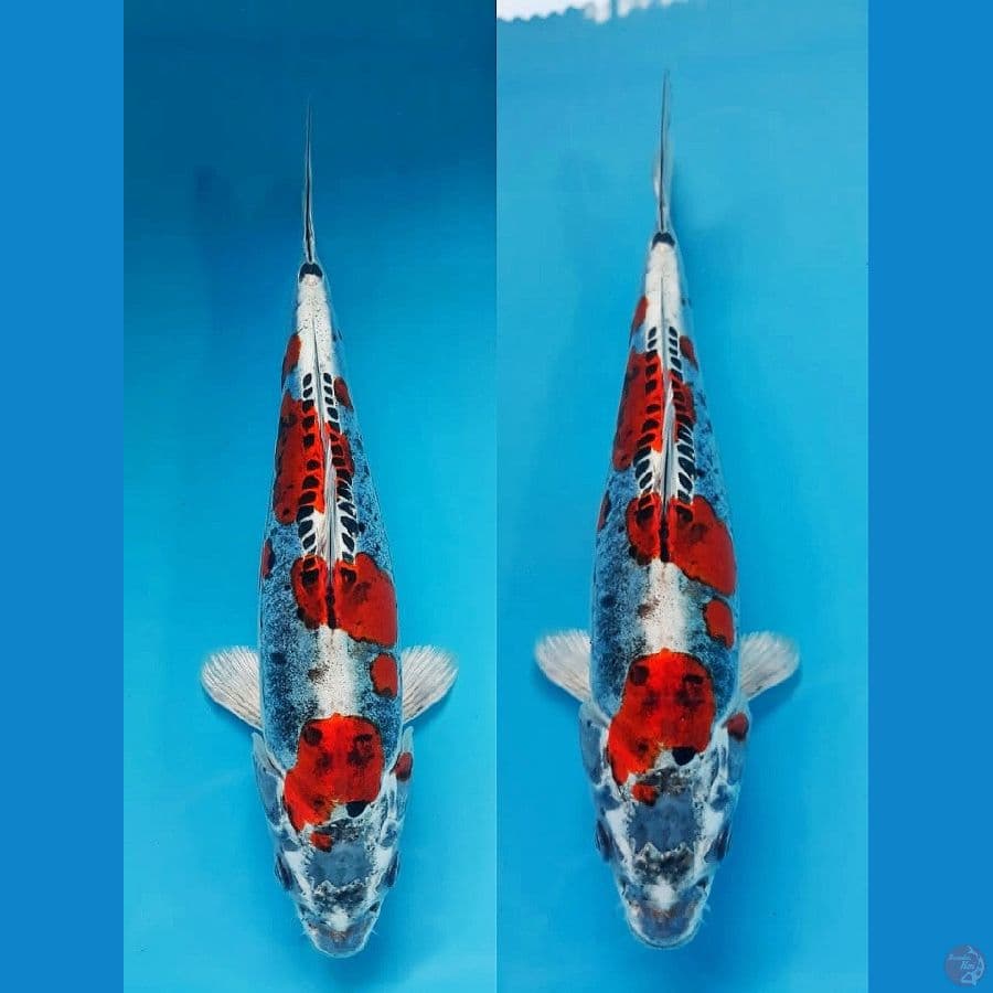 Beni kiko 25cm F1