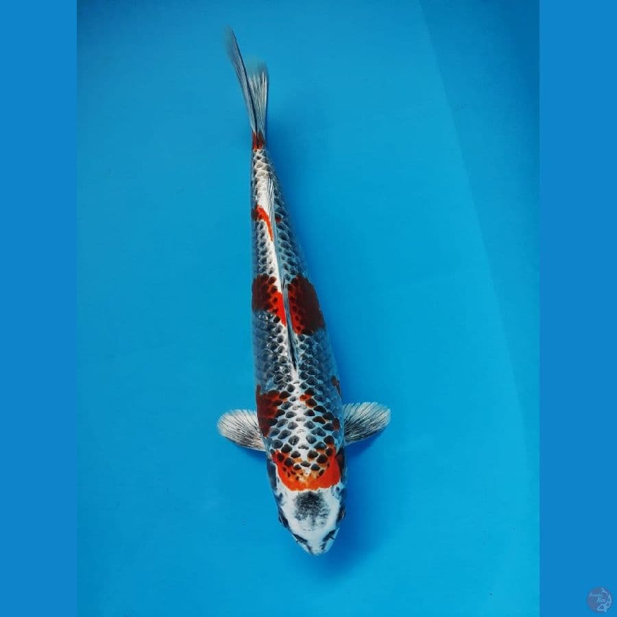 ~ 5 ~ Kujaku 32cm ®