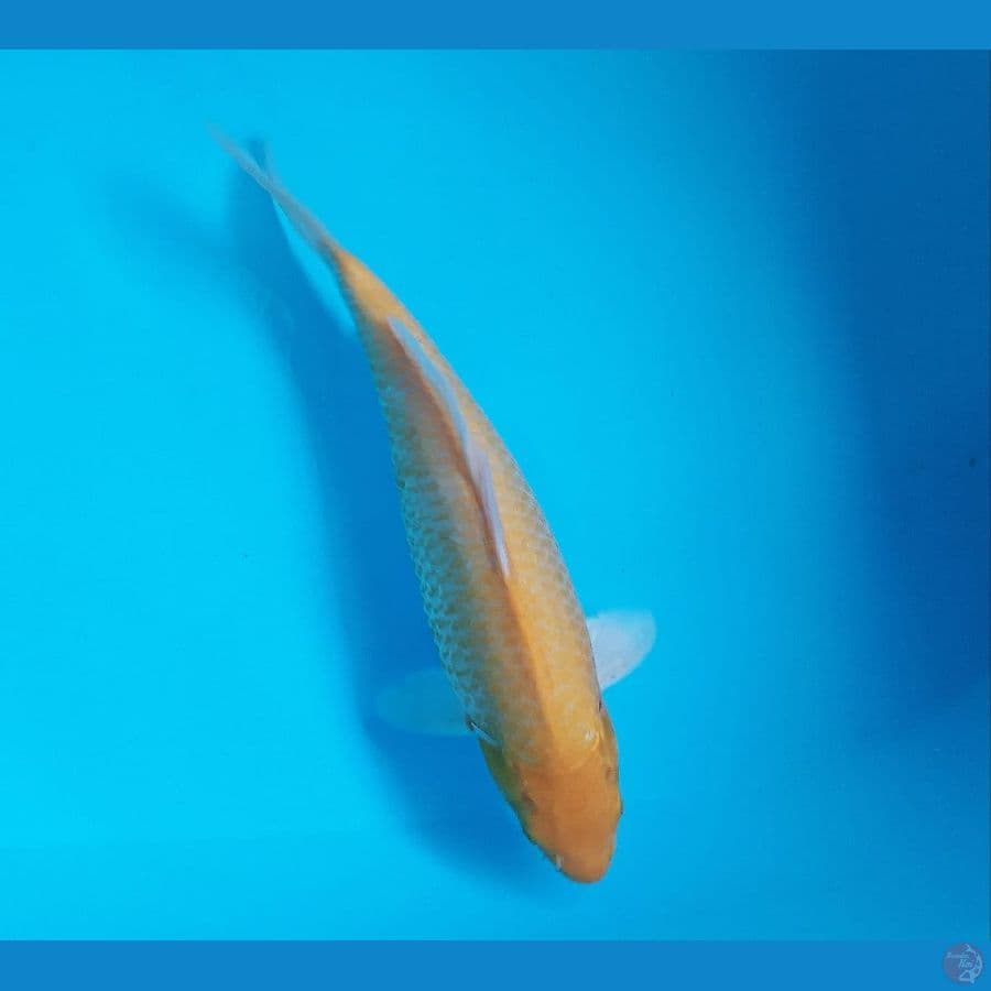 ~ 4 ~ Karasi Mata Merah Lemon 31cm ®