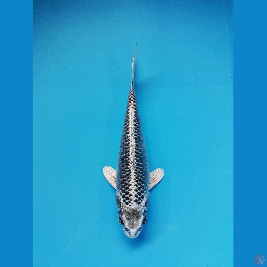 ~ 3 ~ Kin Matsuba 23cm ®