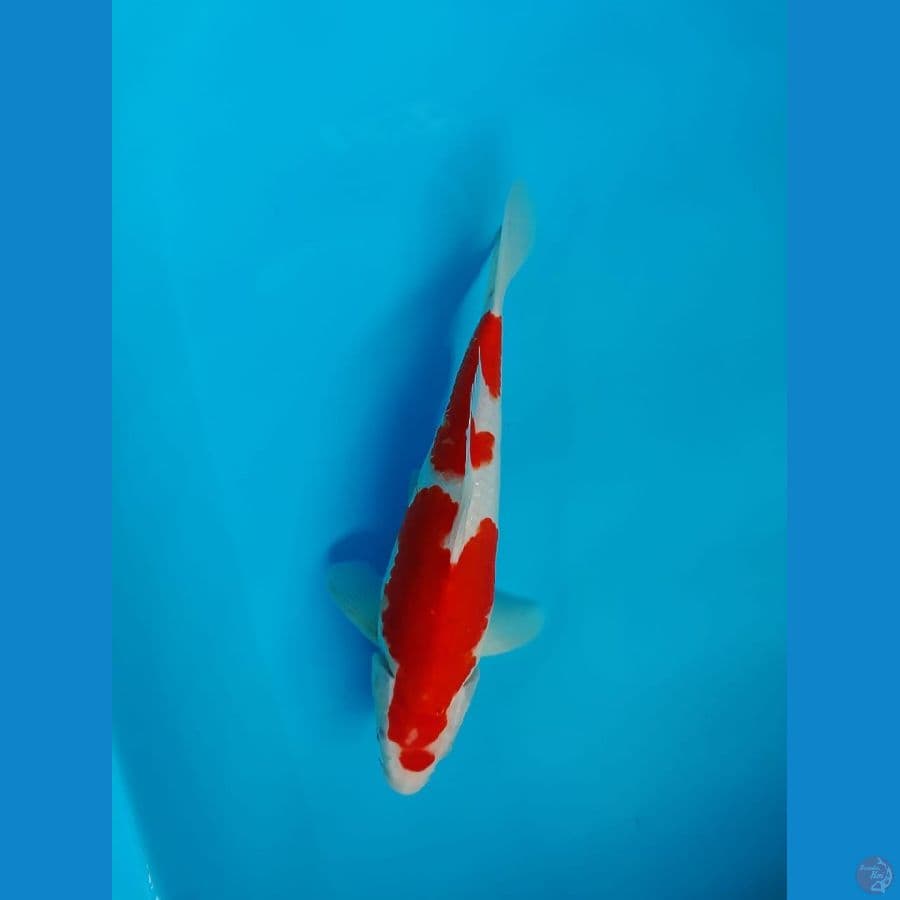 ~ 2 ~ Nidan Kohaku 26cm®