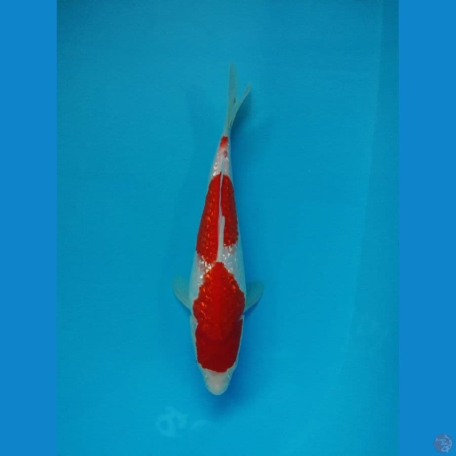 ~ 1 ~ Kohaku Gindrin 25cm®