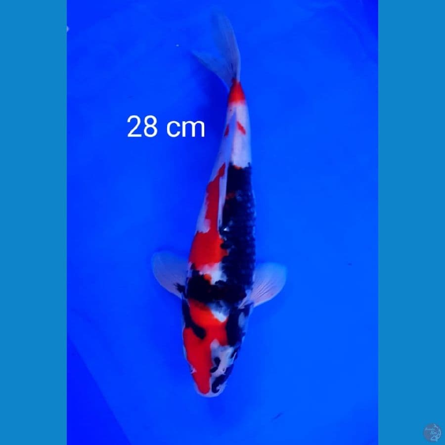 SHOWA 28 CM