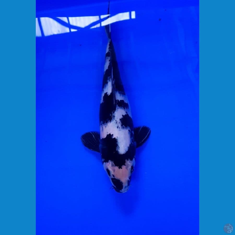 Shiro 29 cm