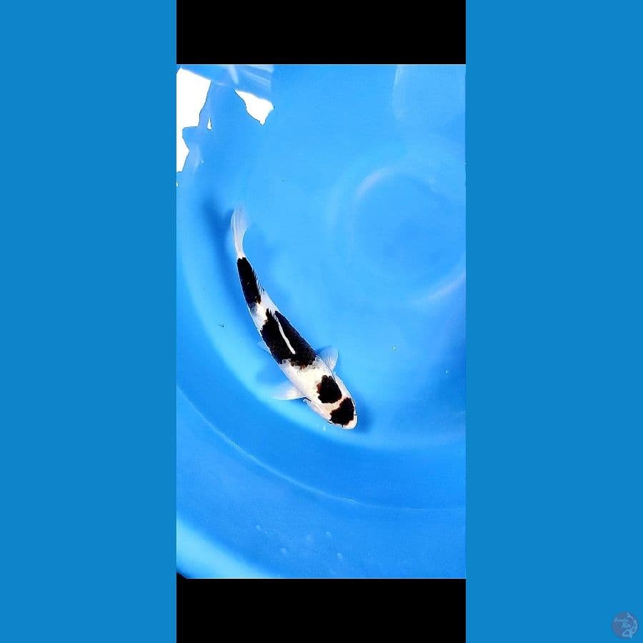 original maruten 34cm / male